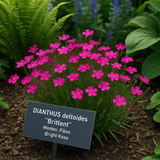 DIANTHUS deltoides 'Brilliant' (Maiden Pinks, Bright Rose)