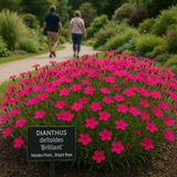 DIANTHUS deltoides 'Brilliant' (Maiden Pinks, Bright Rose)