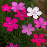 DIANTHUS deltoides (Maiden Pinks, Mixed)