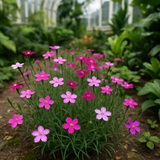 DIANTHUS deltoides (Maiden Pinks, Mixed)