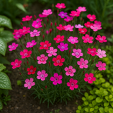 DIANTHUS deltoides (Maiden Pinks, Mixed)
