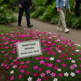 DIANTHUS deltoides (Maiden Pinks, Mixed)