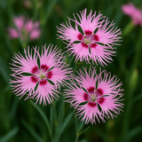 DIANTHUS hybridus 'Rainbow Loveliness' (Dianthus - Rainbow Loveliness)