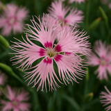 DIANTHUS hybridus 'Rainbow Loveliness' (Dianthus - Rainbow Loveliness)
