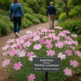 DIANTHUS hybridus 'Rainbow Loveliness' (Dianthus - Rainbow Loveliness)