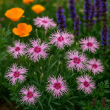 DIANTHUS hybridus 'Rainbow Loveliness' (Dianthus - Rainbow Loveliness)