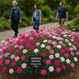 DIANTHUS plumarius (Cottage Pinks)