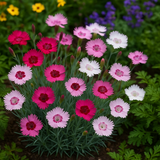 DIANTHUS plumarius (Cottage Pinks)