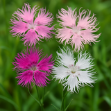DIANTHUS superbus (Fringed Pinks, Mixed)