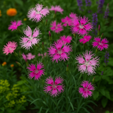 DIANTHUS superbus (Fringed Pinks, Mixed)