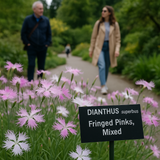 DIANTHUS superbus (Fringed Pinks, Mixed)