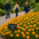 Dimorphotheca sinuata (African Daisy, Stick)