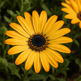Dimorphotheca sinuata (African Daisy, Stick)