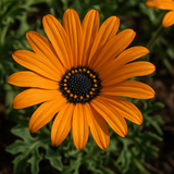 Dimorphotheca sinuata (African Daisy, Flake)