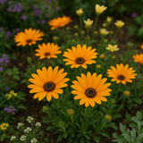 Dimorphotheca sinuata (African Daisy, Stick)