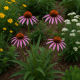 ECHINACEA angustifolia (Narrow-Leaf Purple Coneflower)