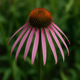 ECHINACEA angustifolia (Narrow-Leaf Purple Coneflower)