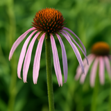 ECHINACEA Pallida (Pale Purple Coneflower)