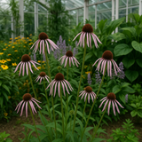 ECHINACEA Pallida (Pale Purple Coneflower)