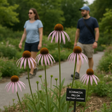 ECHINACEA Pallida (Pale Purple Coneflower)