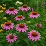 ECHINACEA purpurea (Purple Coneflower)
