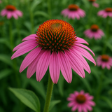 Purple Coneflower (Echinacea purpurea)