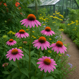 ECHINACEA purpurea (Purple Coneflower)