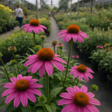 ECHINACEA purpurea (Purple Coneflower)