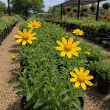 ENGELMANNIA peristenia (Engelmann Daisy)