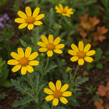 ENGELMANNIA peristenia (Engelmann Daisy)