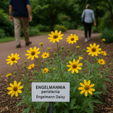 ENGELMANNIA peristenia (Engelmann Daisy)