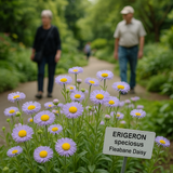ERIGERON speciosus (Fleabane Daisy)
