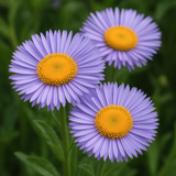 ERIGERON speciosus (Fleabane Daisy)