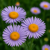 ERIGERON speciosus (Fleabane Daisy)