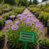 ERIGERON speciosus (Fleabane Daisy)