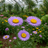 ERIGERON speciosus (Fleabane Daisy)