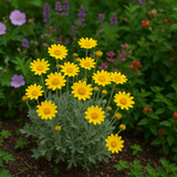 ERIOPHYLLUM lanatum (Oregon Sunshine)