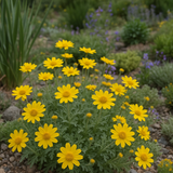 ERIOPHYLLUM lanatum (Oregon Sunshine)