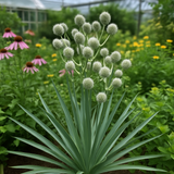 ERYNGIUM yuccifolium (Rattlesnake Master)