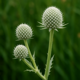ERYNGIUM yuccifolium (Rattlesnake Master)