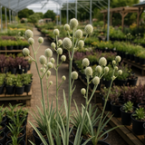 ERYNGIUM yuccifolium (Rattlesnake Master)