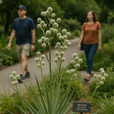 ERYNGIUM yuccifolium (Rattlesnake Master)