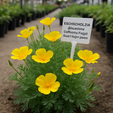 ESCHSCHOLZIA caespitosa (California Poppy, Dwarf)
