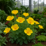 ESCHSCHOLZIA caespitosa (California Poppy, Dwarf)