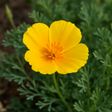 ESCHSCHOLZIA caespitosa (California Poppy, Dwarf)