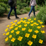 ESCHSCHOLZIA caespitosa (California Poppy, Dwarf)