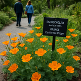ESCHSCHOLZIA californica (Orange California Poppy)