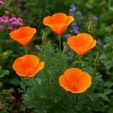 ESCHSCHOLZIA californica (Orange California Poppy)
