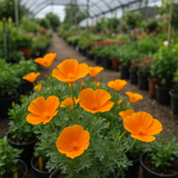 ESCHSCHOLZIA californica (Orange California Poppy)