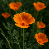 ESCHSCHOLZIA californica (Orange California Poppy)